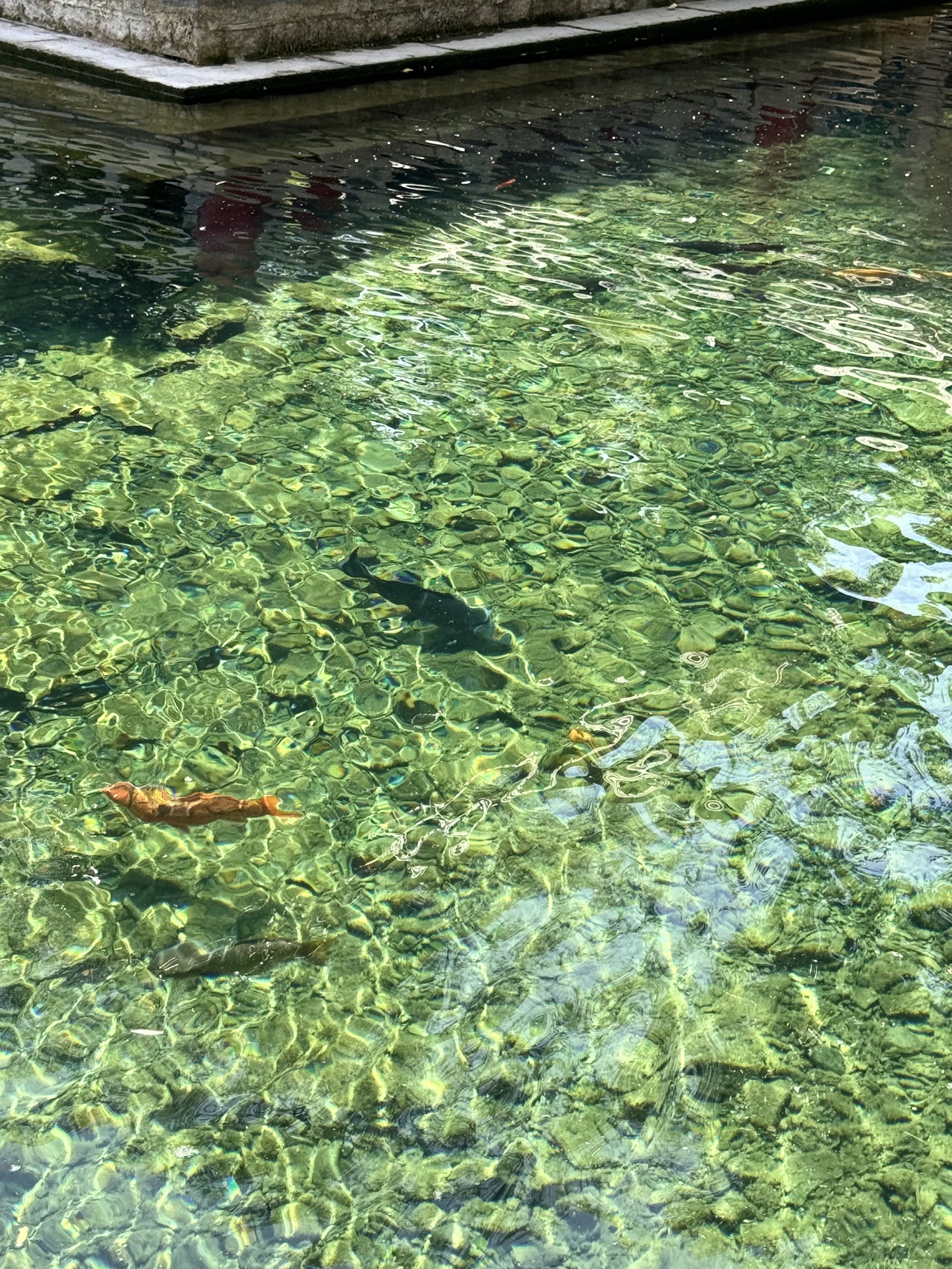 趵突泉水